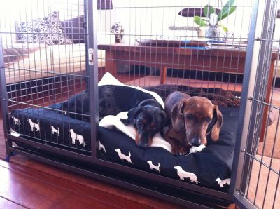 Cage pour chien B400