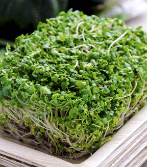 Compound in Broccoli Sprouts May Restore Brain Chemistry Imbalance Packed-broccoli-sprouts
