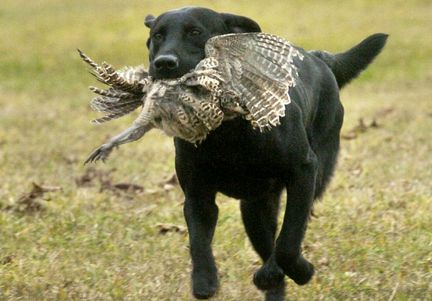 Labradorec (Labrador retriever) Ely-labrador-retriever-4d3b3b3c53e15592_large