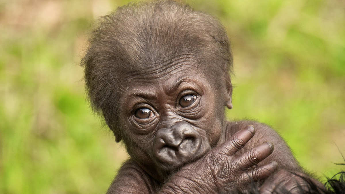 Diário dos Sonhos Lúcidos de Emerson Pawoski - Página 15 12-20-2013-baby-gorilla