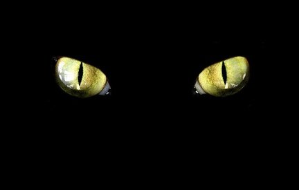 Random Stuff - Page 6 Black-cat-golden-eyes-becb7cf7dae977d0_large