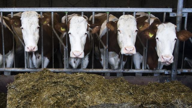 Stop Eating Your Friends! (Go Vegan)  - Page 9 Vijftig-dode-koeien-gelderse-boerderij