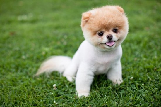 My Dream Dog In The Sims 3 Pets Boo_Pomeranian_Dog_47