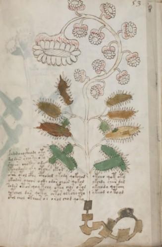 Le mystère du manuscrit de Voynich[/ Mystere-manuscrit-voynich-L-1