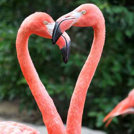 Les débats sur le forum , ou comment éviter les malentendus Flamants-roses-L-1