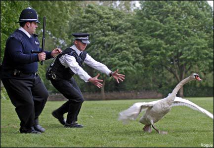 Arrêts sur image - Page 6 Hot-fuzz-L-2