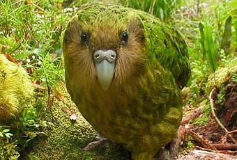 l'oiseau de martin du 14 Août trouvé par Blucat - Page 2 Kakapo-T-usHLWt