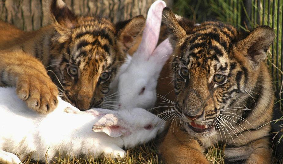 De belles images d'amitié Linsolite-amitie-animaux-L-K3BTnj