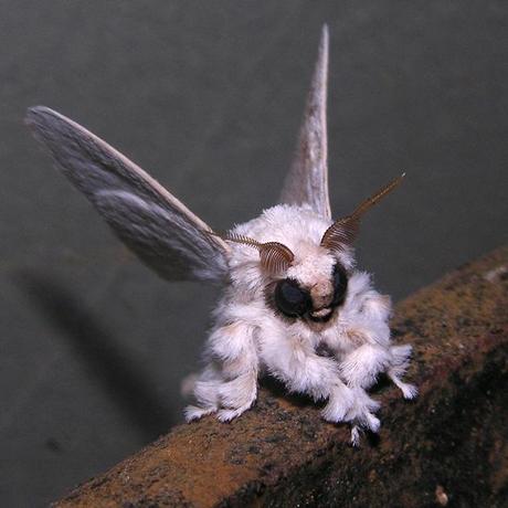 Insecte Martine 15 juin trouvé par Blucat Poodle-moth-papillon-caniche-venezuela-L-mRjUAd