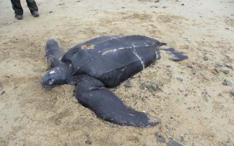 10/01/2012: Une Tortue-Luth retrouvée morte sur une plage normande. 7741865981_la-tortue-luth-a-ete-retrouvee-morte-sur-la-plage-de-barneville-dans-la-manche