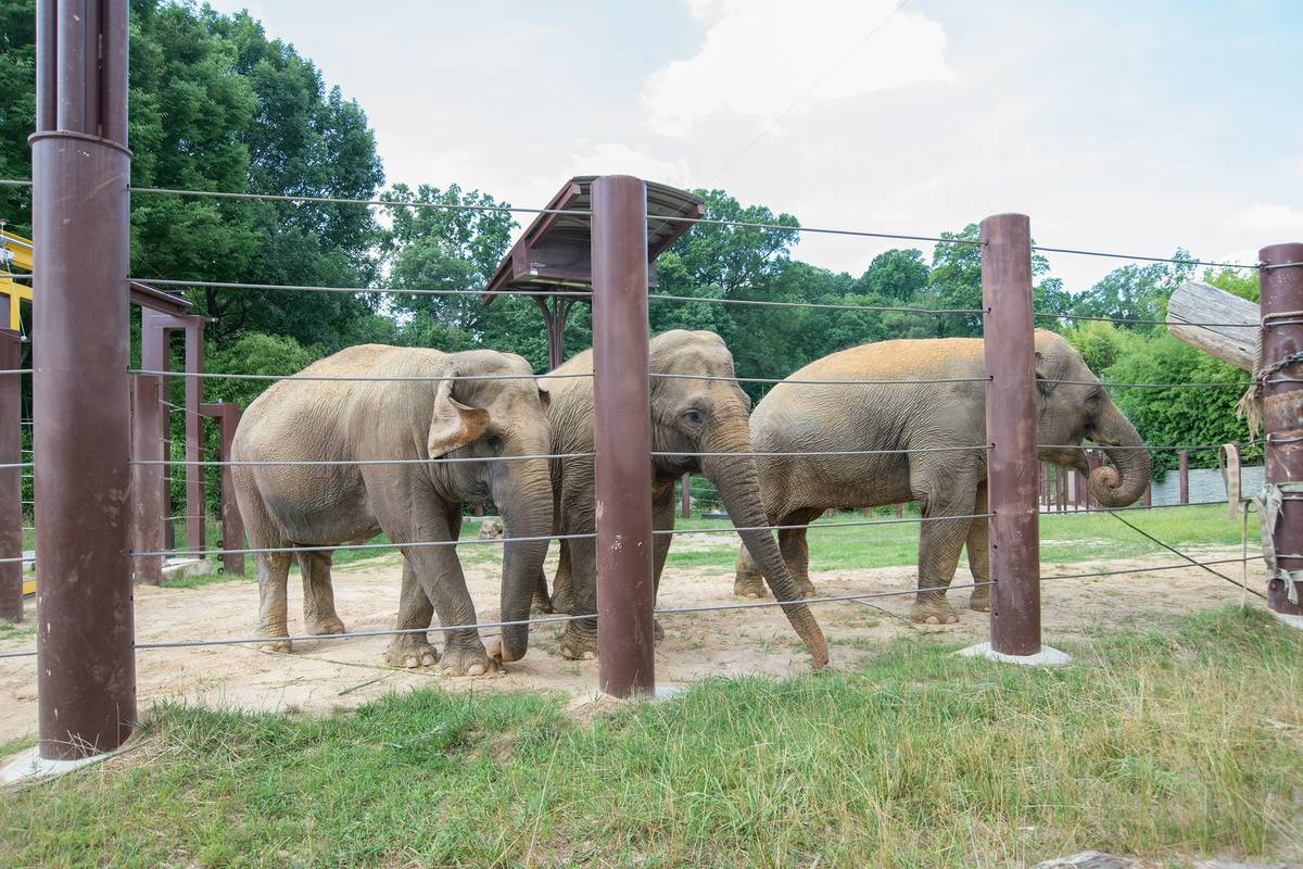 Smithsonian National Zoo!! 6-smithsonian-national-zoological-park-6%20%28Smithsonian%27s%20National%20Zoo%29