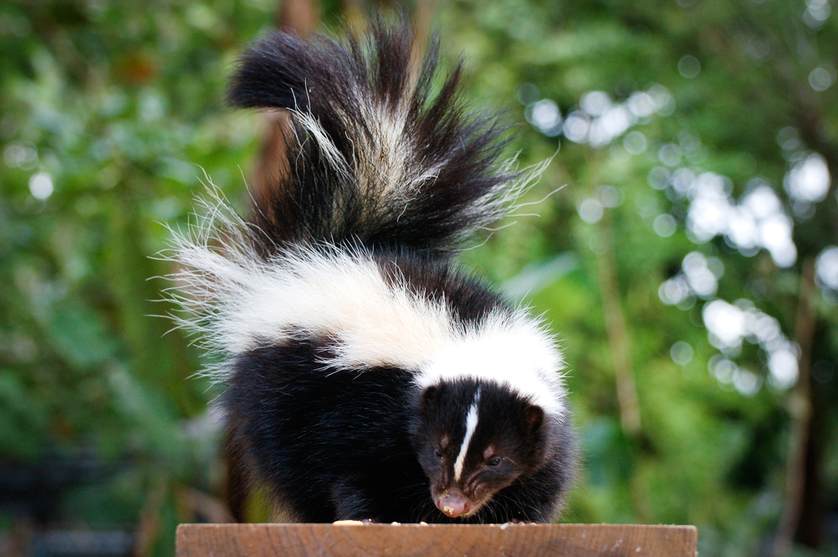 Q POSTS 03-06   DAYTIME Skunk.jpg.838x0_q67_crop-smart