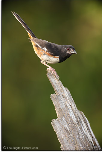 lo voglioooo! Rufous-sided-Towhee