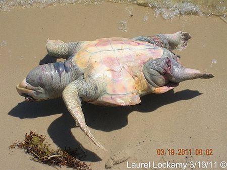 Hết cá heo lại đến rùa biển chết hàng loạt 2_8_1301462194_11_tn_r4