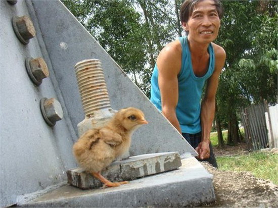 Chú gà 1 chân kỳ lạ ở Việt Nam 6_23_1310534292_09_110713CLga1chan1