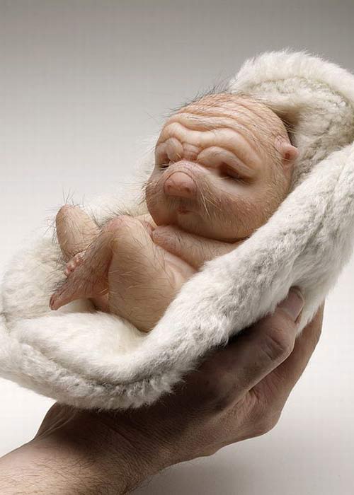 Những tác phẩm điêu khắc cực SỐC & rùng rợn >.< Sculptures_by_patricia_piccinini_11