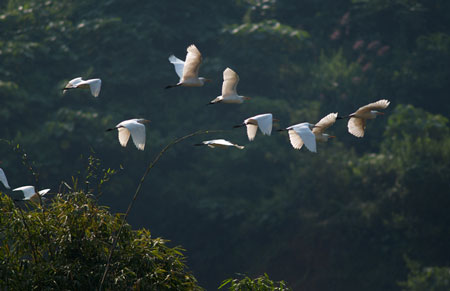 Cò bay rợp núi nơi thượng nguồn sông Hồng 2_7_1289981395_87_DSC_0129