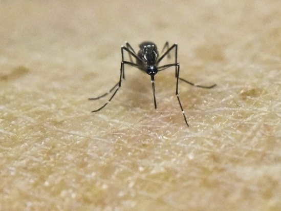 Mỹ ghi nhận trường hợp tử vong đầu tiên do virus Zika Virus-zika-gay-tu-vong-tai-my-a-bb-baaadbHOwh