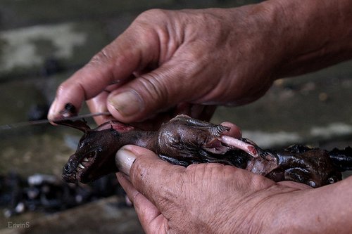 Recettes bizarres mais vraies Chauve-souris