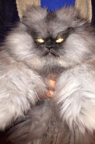 chats - Des chats qui te veulent du mal  Death-stare10-1