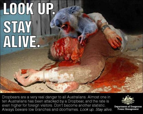 Aussies fear the deadly drop bear Tumblr_inline_mmdiazXjFt1qz4rgp