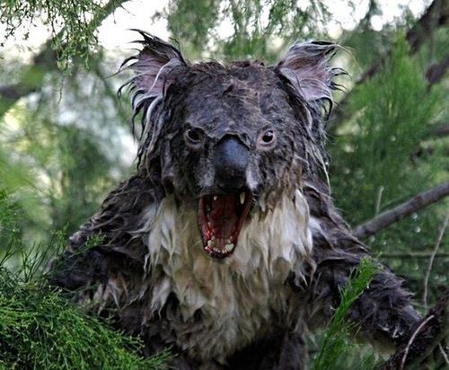 Aussies fear the deadly drop bear Tumblr_inline_mmdir7VaqF1qz4rgp