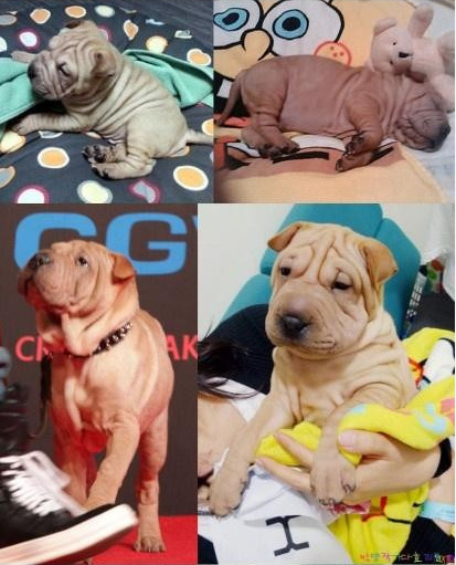 [GT Leader] Jiyong cực yêu Gaho ~ 'Món quà' thương mến dành cho Gaho ^^  Tumblr_m79jgyg0EK1qi0z4x