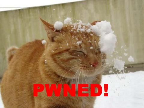 Caturday Pwned-48495