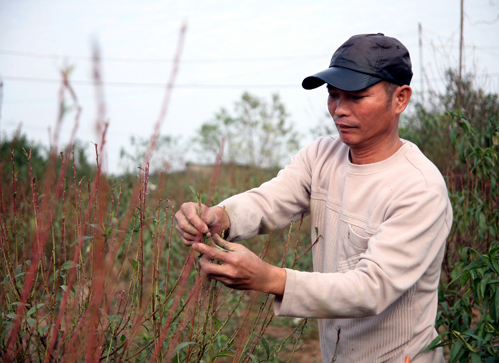 Vườn đào Nhật Tân Dao-no-som%20(5)