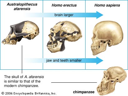 Human Origins and Biblical misrepresentations - Page 2 94659-004-C0028770