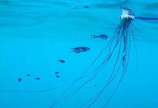 coolest animal you've ever seen in nature? Portuguese-man-of-war-thumb