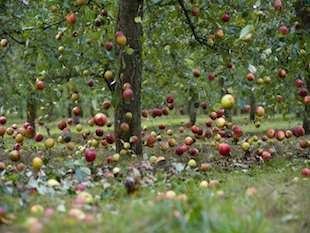 Llueven manzanas del cielo en Inglaterra Fallingapples