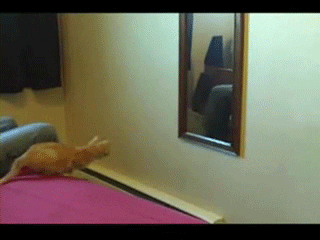 Funny CAT FAILS that will make you POOP YOUR PANTS FROM LAUGHING Giphy