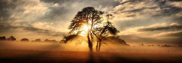 Fotografije koje oduzimaju dah Dawn_tree