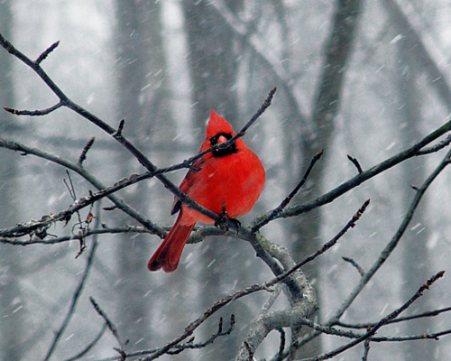 صور شتاء اوروبا Cardinalinwinter