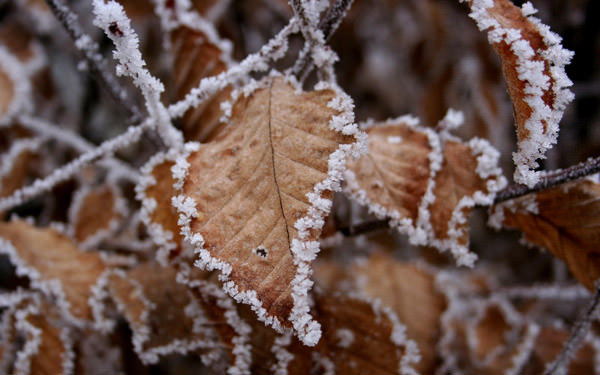 الطبيعة تتكلم  Brown-leaves