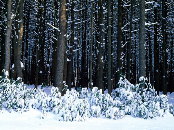 الطبيعة تتكلم  Winter-forest