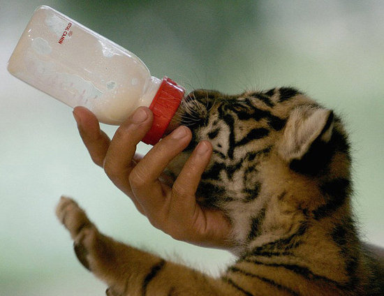 Kedvenc fotóink, háttérképeink Pictures-Animals-Drinking-From-Bottles