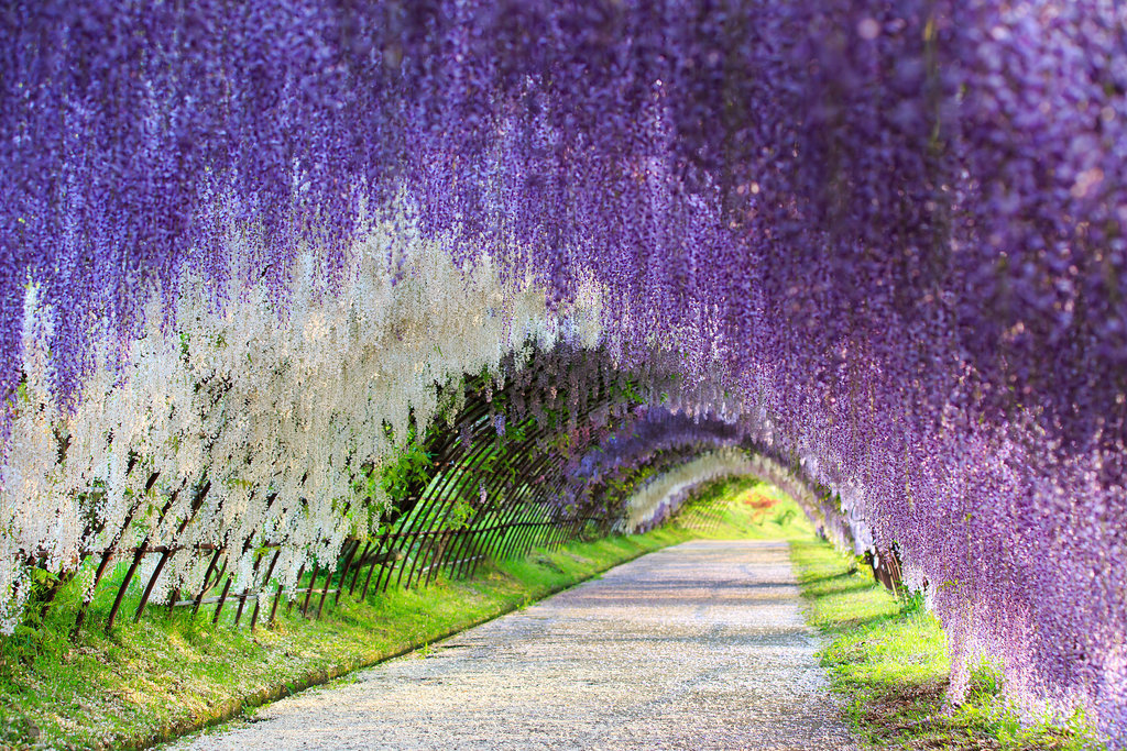 83 địa điểm rất đẹp trên thế giới Wisteria-Flower-Tunnel-Japan