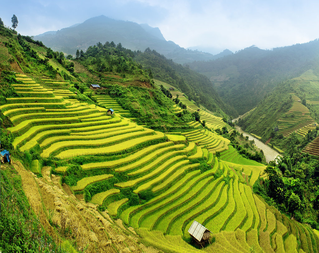 83 địa điểm rất đẹp trên thế giới Paddy-Fields-Vietnam