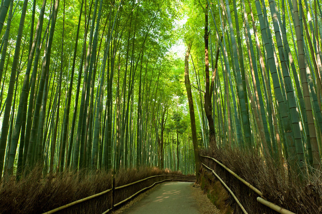 83 địa điểm rất đẹp trên thế giới Arashiyama-Bamboo-Grove-Japan
