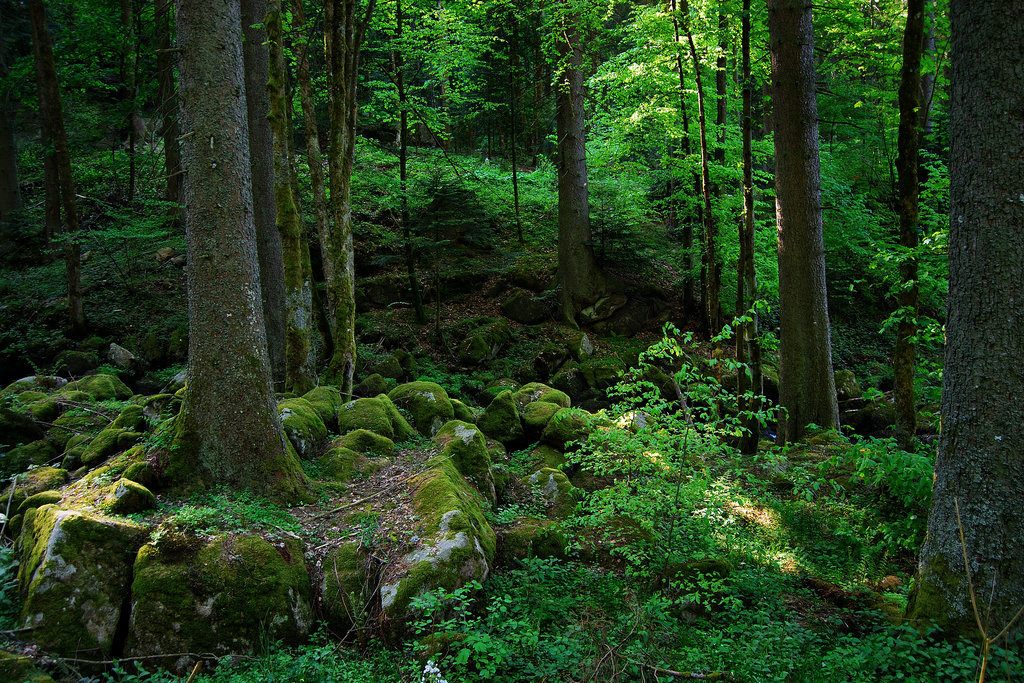 83 địa điểm rất đẹp trên thế giới Black-Forest-Germany