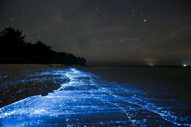 83 địa điểm rất đẹp trên thế giới Sea-Stars-Maldives