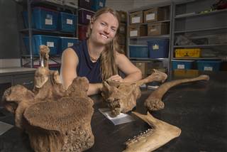 14,500 YEARS AGO - Man Hunted Mastodon off of what is now Florida Mastodon_e899ea4d315179baa3363b72d2151f8a.nbcnews-ux-320-320