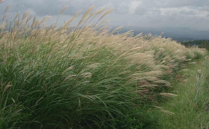 Zatražite sliku... - Page 3 Miscanthus