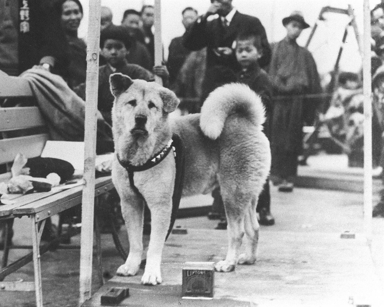 Film Hachi Story....Histoire vraie Hachiko-dead-umz372