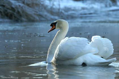 Rituel de Galadrielle Evanealle Cygne