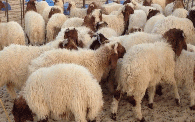 Démarrage jeudi de la vente des moutons au kilogramme Mouton1-640x400