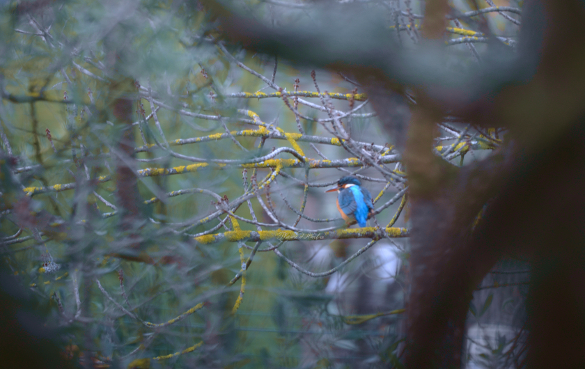 Photos d'oiseaux Martin%20pecheur