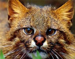 Le Colocolo (ou Chat des Pampas) Colocolo